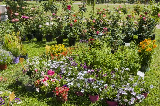 many different flowers and plants in pot's