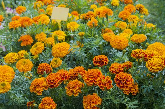 orange marigolds in pots