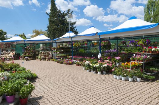 many plants in a park