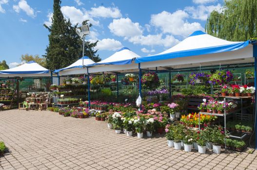 many plants in a park