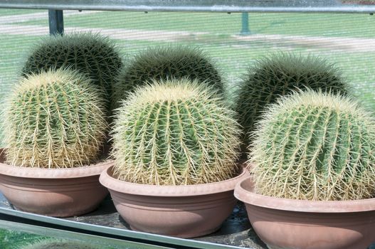 three barrel cactus