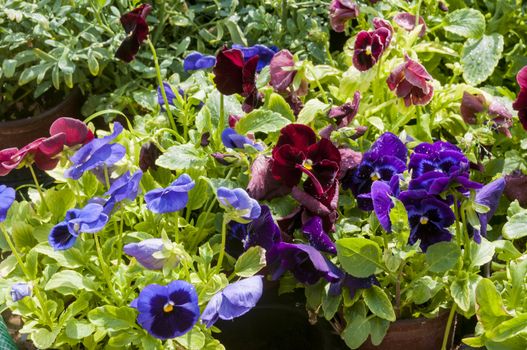 colorful pansy's in pot's