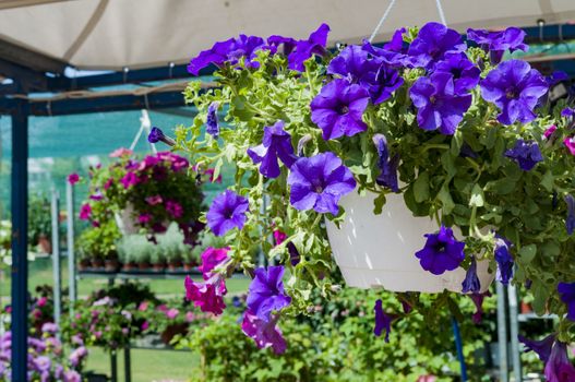 surfinias in hanging baskets