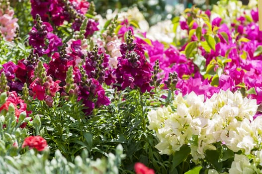 vibrant snapdragon plant among other plant's