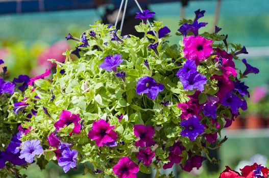 surfinias in hanging baskets