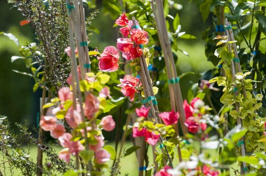 small branch of bougainvillea