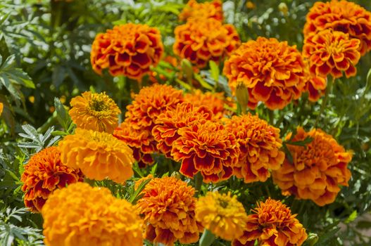 orange marigolds in pots