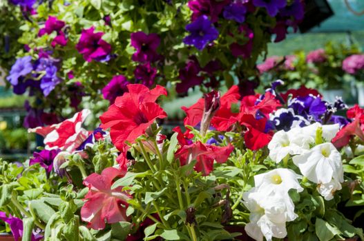 petunias in basket