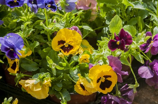 colorful pansy's in pot's