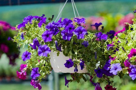 surfinias in hanging baskets