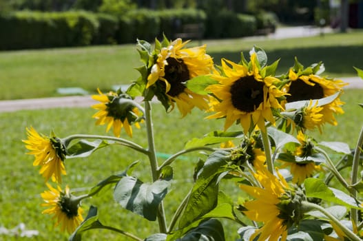 sunflowers in park