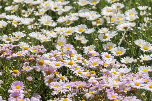 many daisys in field