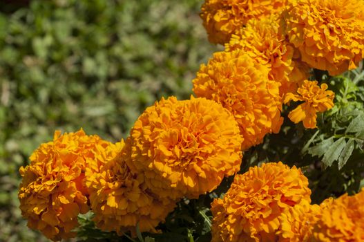 orange marigolds in pot