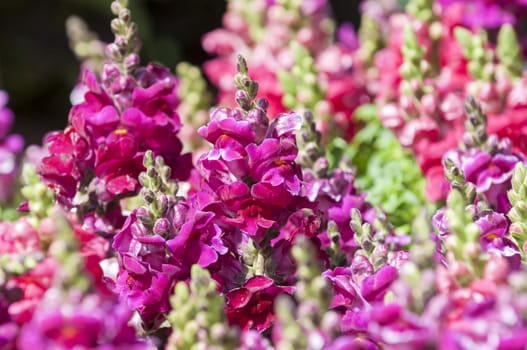 very vibrant snapdragon plant