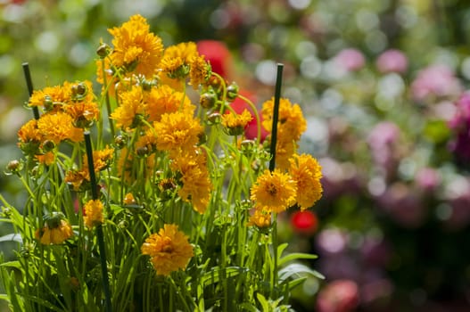 orange marigolds in garden