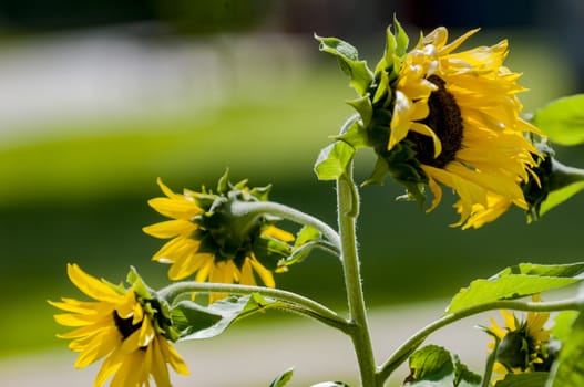 sunflowers in park