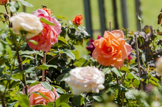 beautiful roses in garden