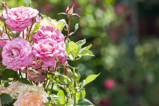 beautiful roses in garden