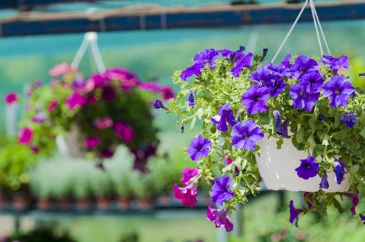 surfinias in hanging baskets