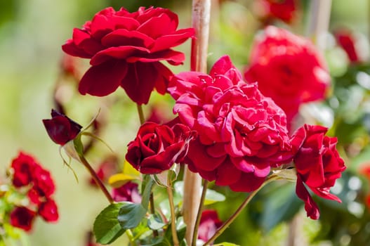 beautiful roses in garden