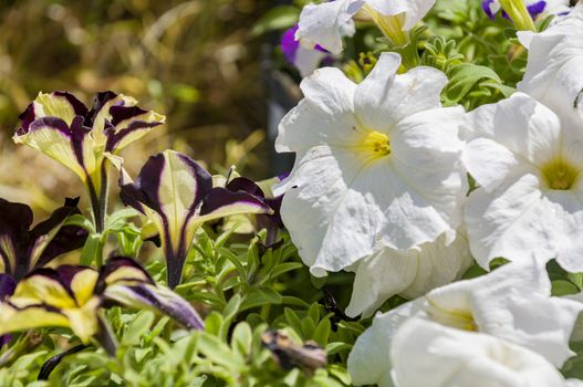 many colorful petunias