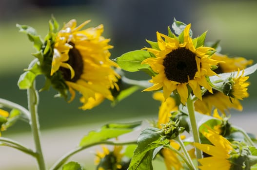 sunflowers in park