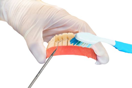 Dentures, prosthesis and oral hygiene. Hands with sterile gloves while cleaning the dentures.