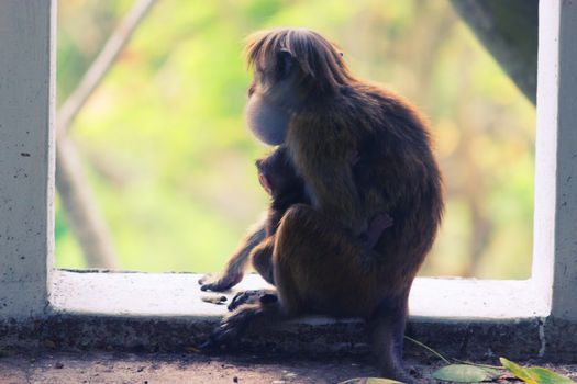 Cute baby monkey with her mother. copy space
