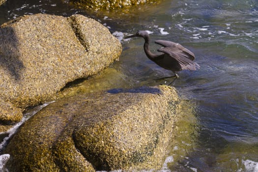 Pacific Reef Egret on the rock seaside aisia beach, black pacific reef egret looking for fish at beach rock.