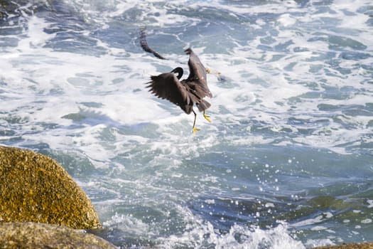 Pacific Reef Egret on the rock seaside aisia beach, black pacific reef egret looking for fish at beach rock.