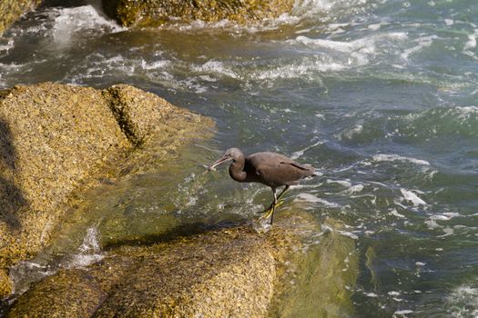 Pacific Reef Egret on the rock seaside aisia beach, black pacific reef egret looking for fish at beach rock.