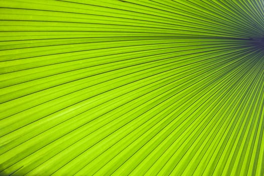 Abstract image of green palm leaf for background.Texture of Green palm Leaf