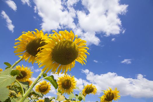 Landscape with two sunflower field over cloudy blue sky.