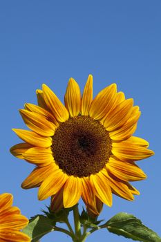 Landscape with two sunflower field over cloudy blue sky.