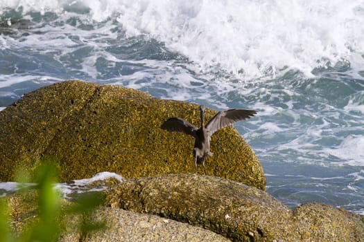 Pacific Reef Egret on the rock seaside aisia beach