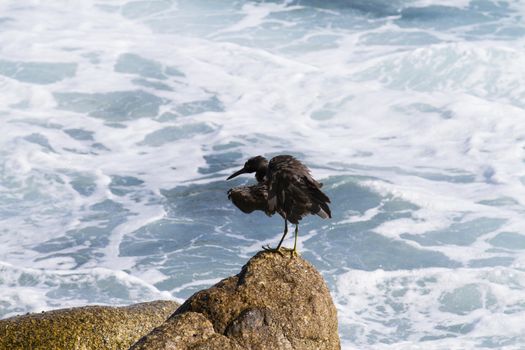 Pacific Reef Egret on the rock seaside aisia beach