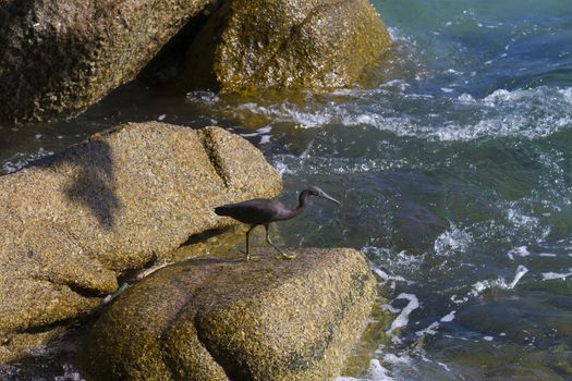 Pacific Reef Egret on the rock seaside aisia beach