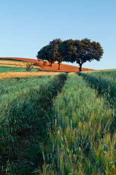 Wheat field at sunrise with trees on background