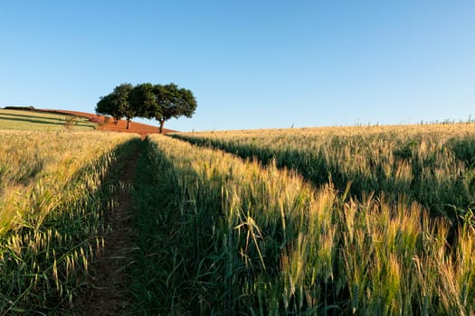 Wheat field at sunrise with trees on background