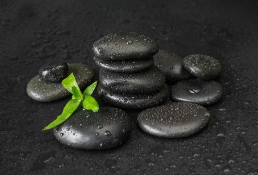 Spa concept with heap of the black basalt massage stones and green bamboo sprout covered with water drops on a black background