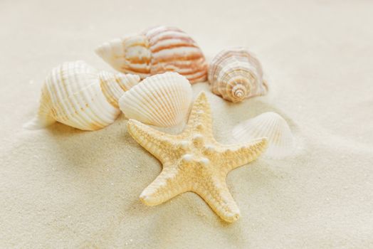 Several clams and starfishes on the background of sea sand