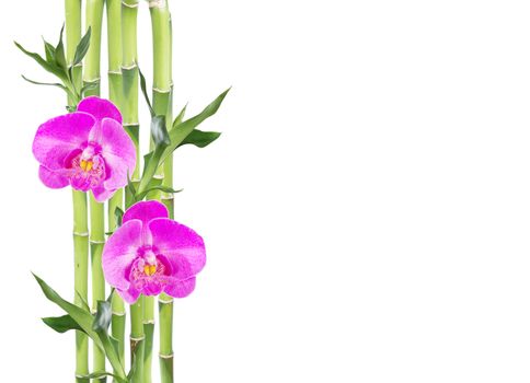 Several stem of Lucky Bamboo (Dracaena Sanderiana) with green leaves and two pink orchid flowers, isolated on white background, with copy-space