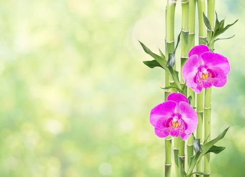 Several stem of Lucky Bamboo (Dracaena Sanderiana) with green leaves and two pink orchid flowers, on natural green background, with copy-space