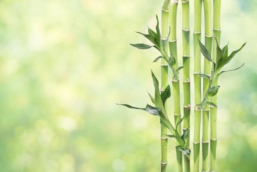 Several stem of Lucky Bamboo (Dracaena Sanderiana) with green leaves, on natural green background, with copy-space