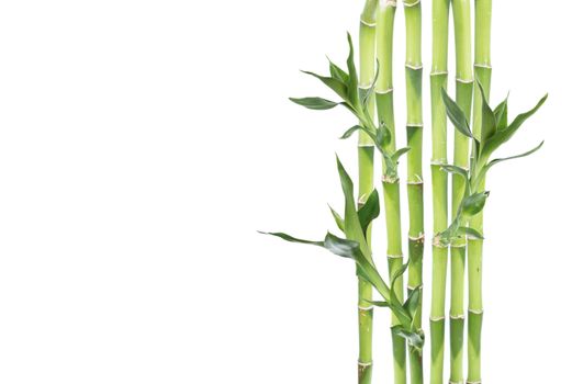 Several stem of Lucky Bamboo (Dracaena Sanderiana) with green leaves, isolated on white background, with copy-space