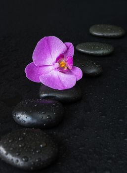 Spa concept with black basalt massage stones arranged chain and purple orchid flower covered with water drops on a black background