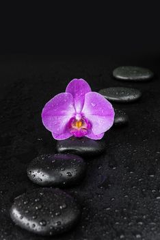 Spa concept with black basalt massage stones arranged chain and purple orchid flower covered with water drops on a black background