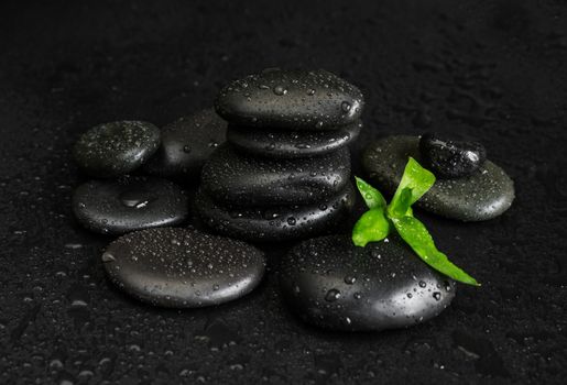 Spa concept with heap of the black basalt massage stones and green bamboo sprout covered with water drops on a black background