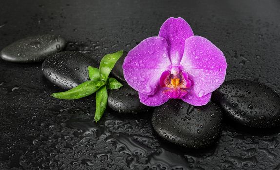 Spa concept with black basalt massage stones, pink orchid flower and lush green foliage covered with water drops on a black background