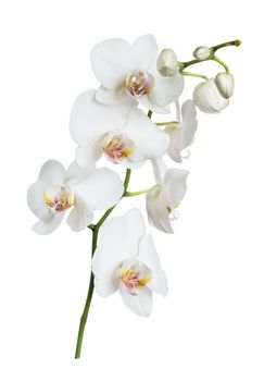 White orchid phalaenopsis flower isolated on a white background